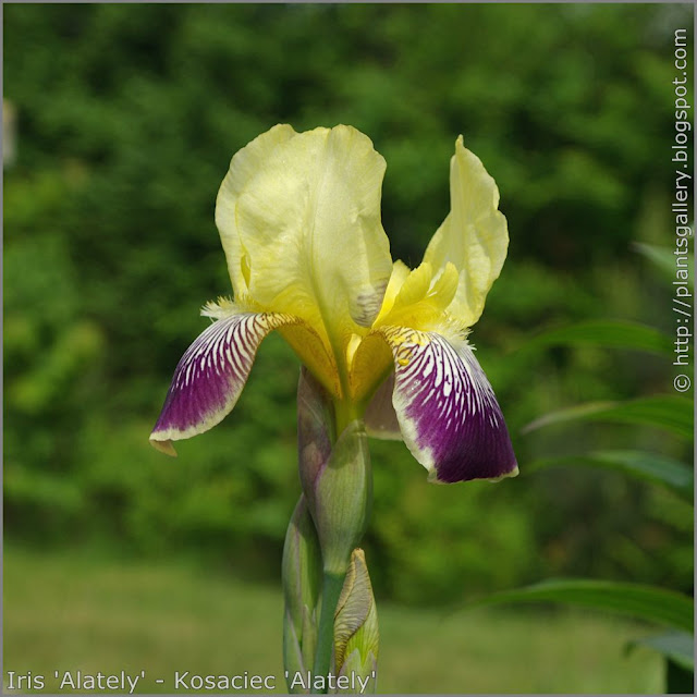 Iris 'Alately' flower - Kosaciec 'Alately' kwiat