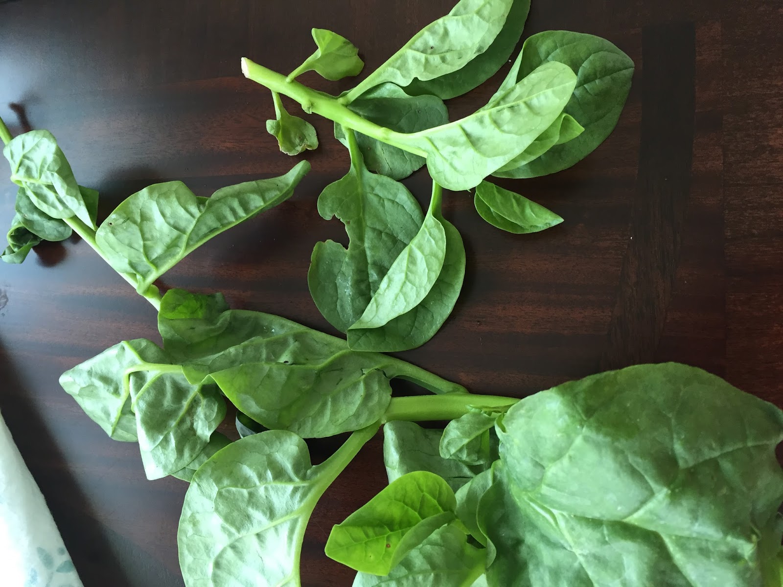 Malabar Spinach/ Poi leaf Dal(Bacchalikura Pappu): | For a Healthy