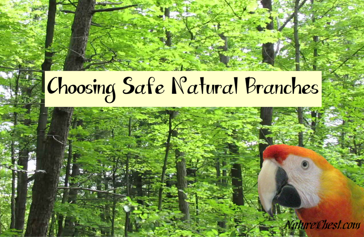 Parrot Blog ParrotPressNews Safe Tree Branches for your Bird