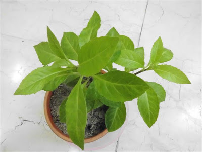 Sambung Nyawa ( Gynura procumbens ), 