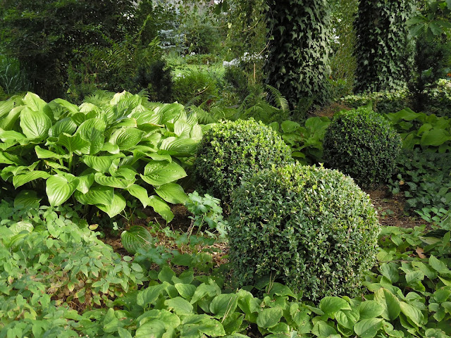 epimedium, hosty, bukszpan kula, ułudka wiosenna