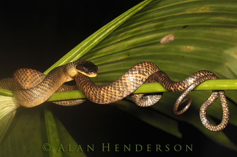 Three Times Carlin Wiki Everipedia