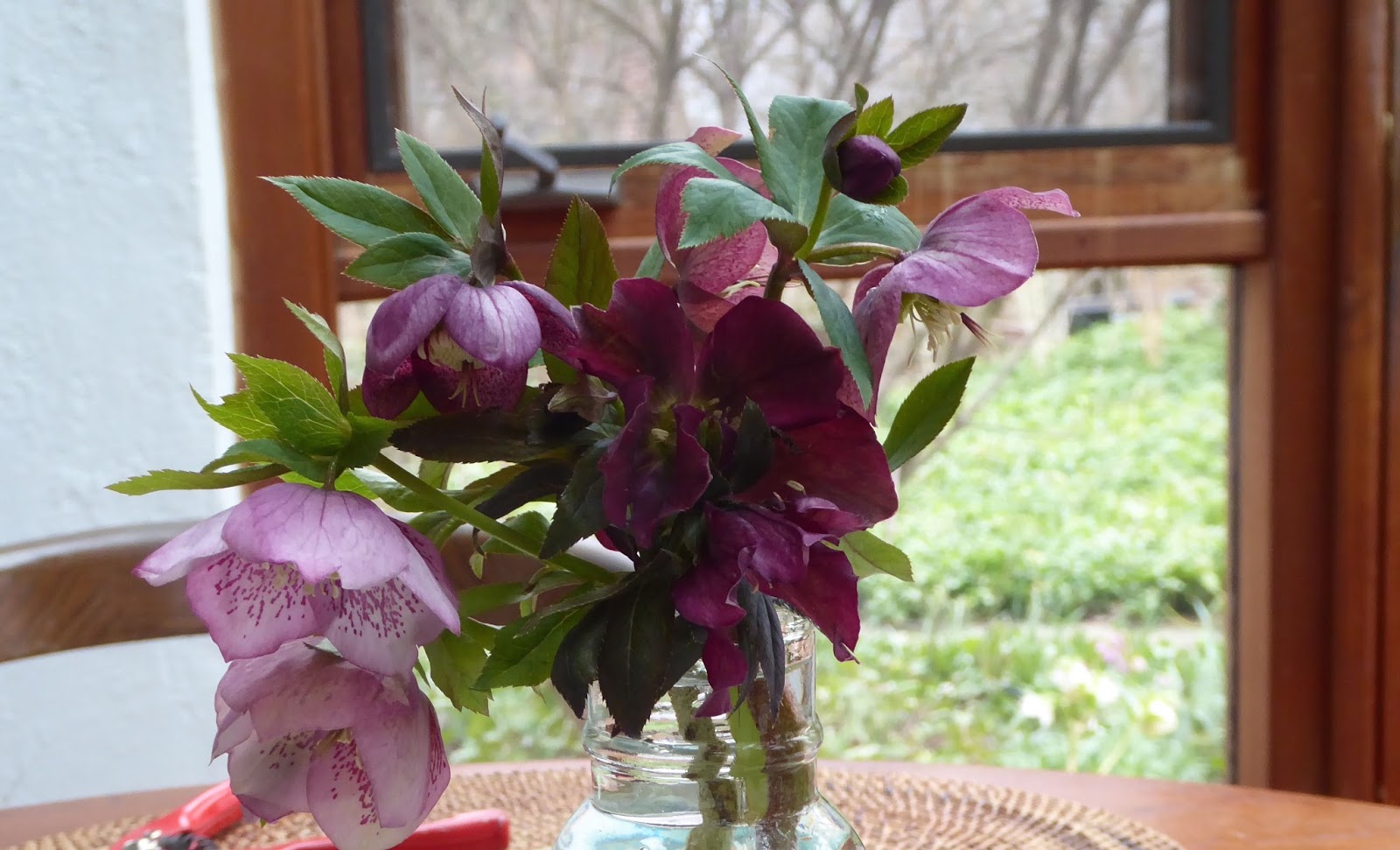 Shoreline Area News Photo Leaves That Look Like Flowers