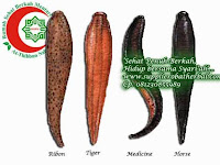 Jual Lintah di Malang 081230855989 agen, grosir , beli lintah rawa Jual Lintah di Malang 081230855989 agen, grosir , beli lintah rawa