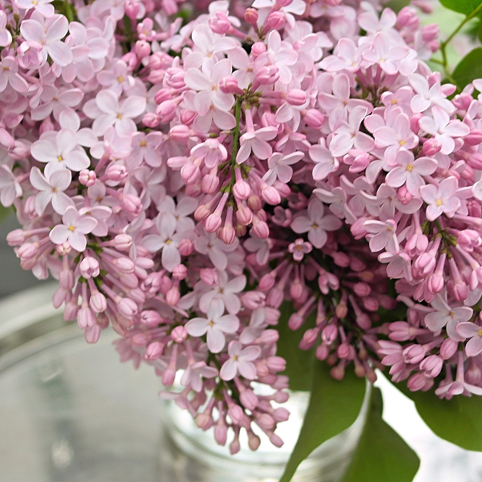 Floral Passions Floral Bliss 25