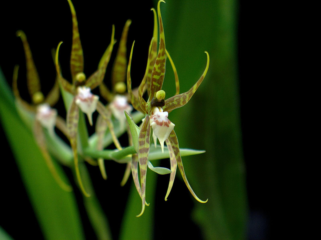 Ada glumacea orchid plant care and culture Travaldo's blog