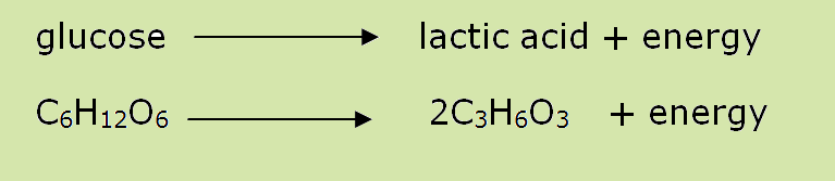 Anaerobic Respiration Equation In Humans