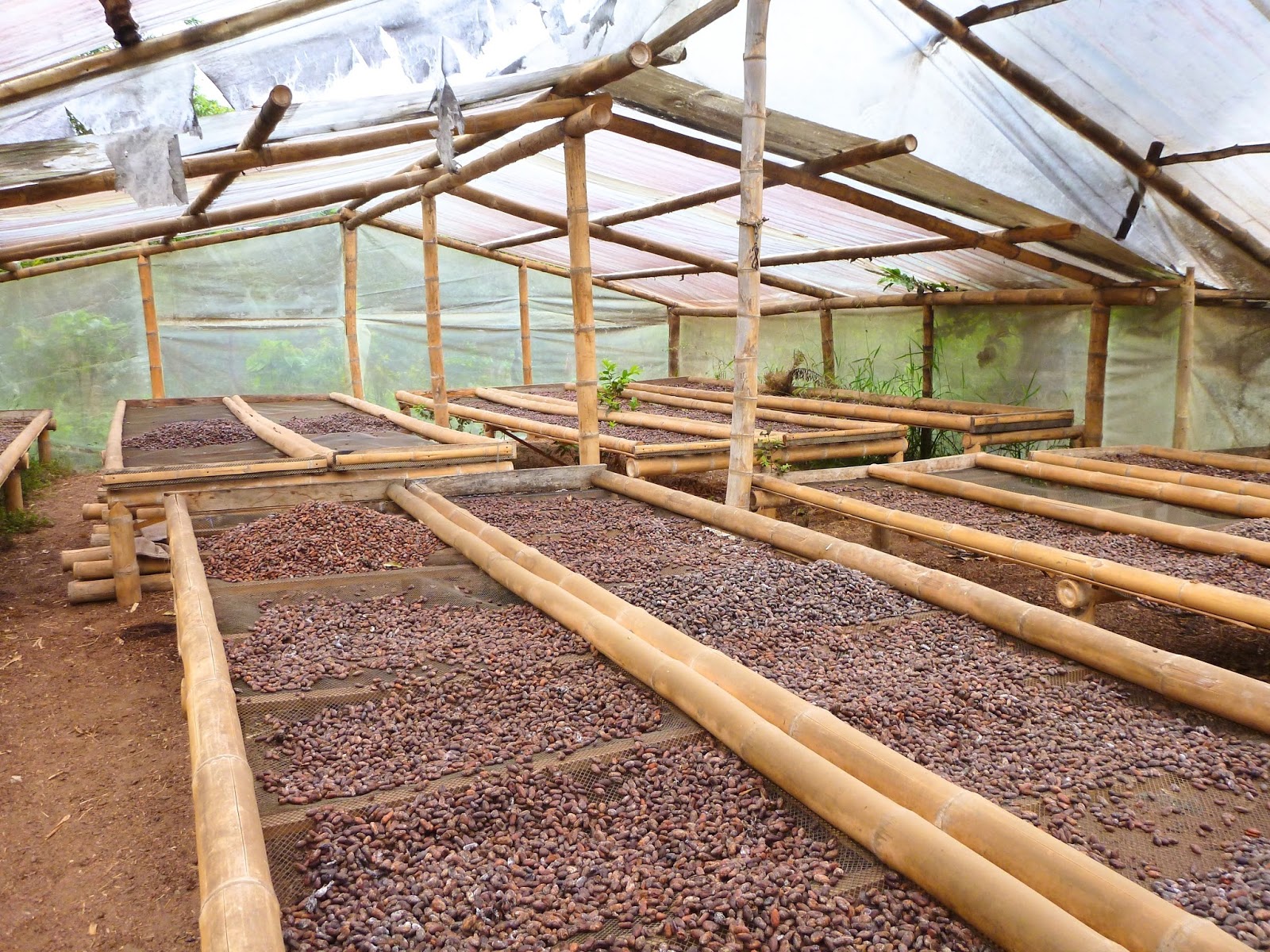 cikolata nerede yetisir nasil uretilir