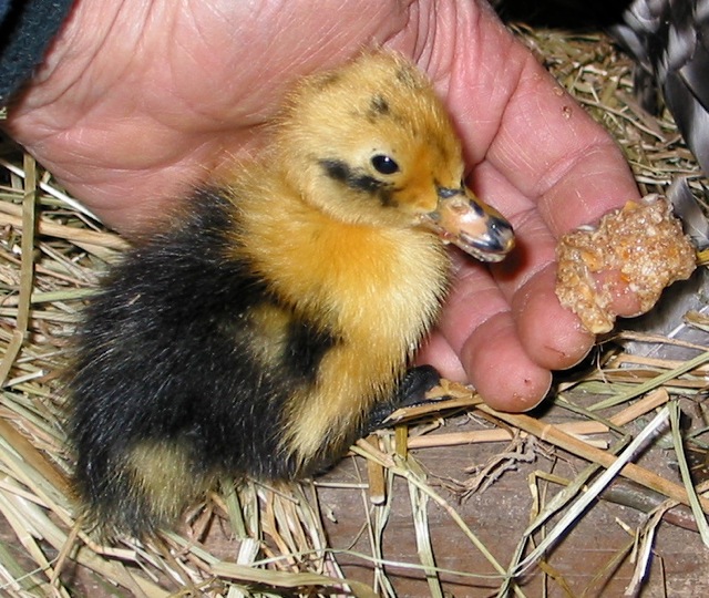 Marblemount Homestead Ducklings anyone? Ancona ducks for sale!