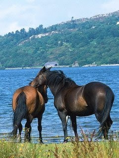 Konji životinje download besplatne pozadine slike za mobitele