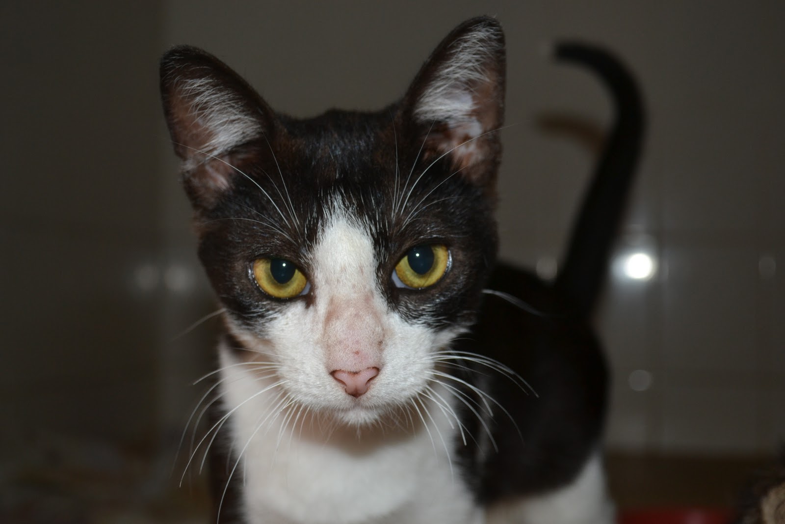 adote-um-bichinho-doe-ra-o-para-gato-ou-areia-para-gato-ajude