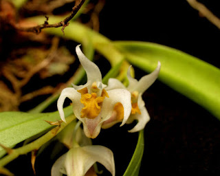 Lan Hoàng Thảo Hạc (Hạc Lan) - Dendrobium Incurvum Lindl.