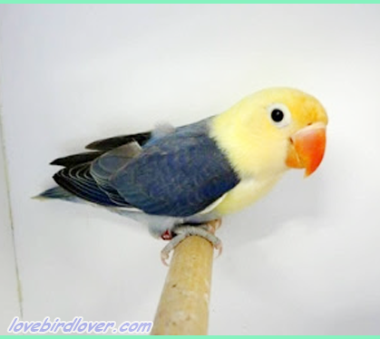 Cara Gampang Memahami Teori Sex Linked Sederhana Lovebird Lovers Indonesia