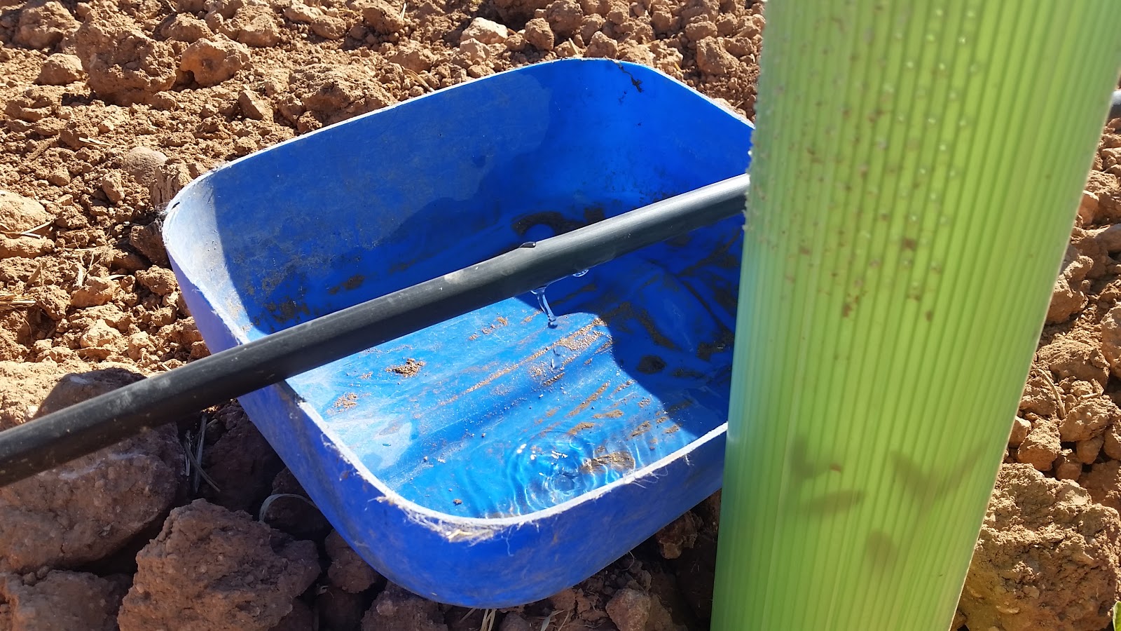 An original irrigation system for olive trees Earthenware jar