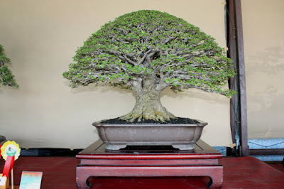 Gambar Bonsai Phusu Bulu