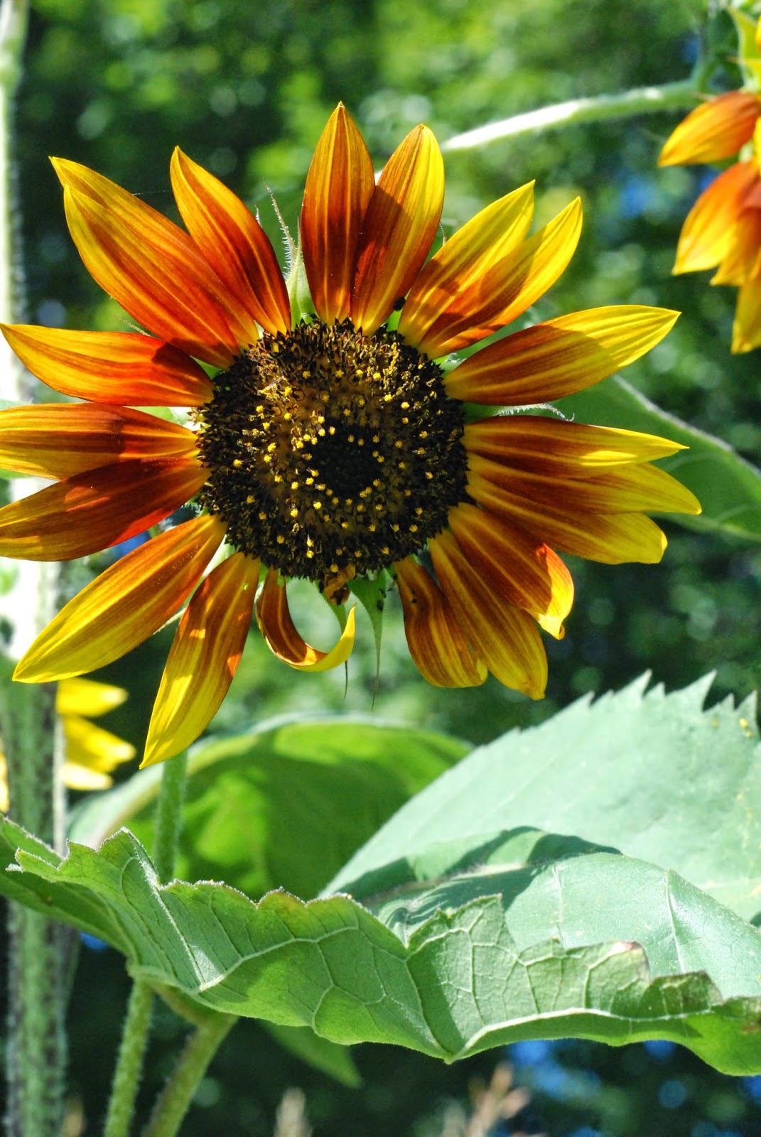 Letters From Home Dear Summer