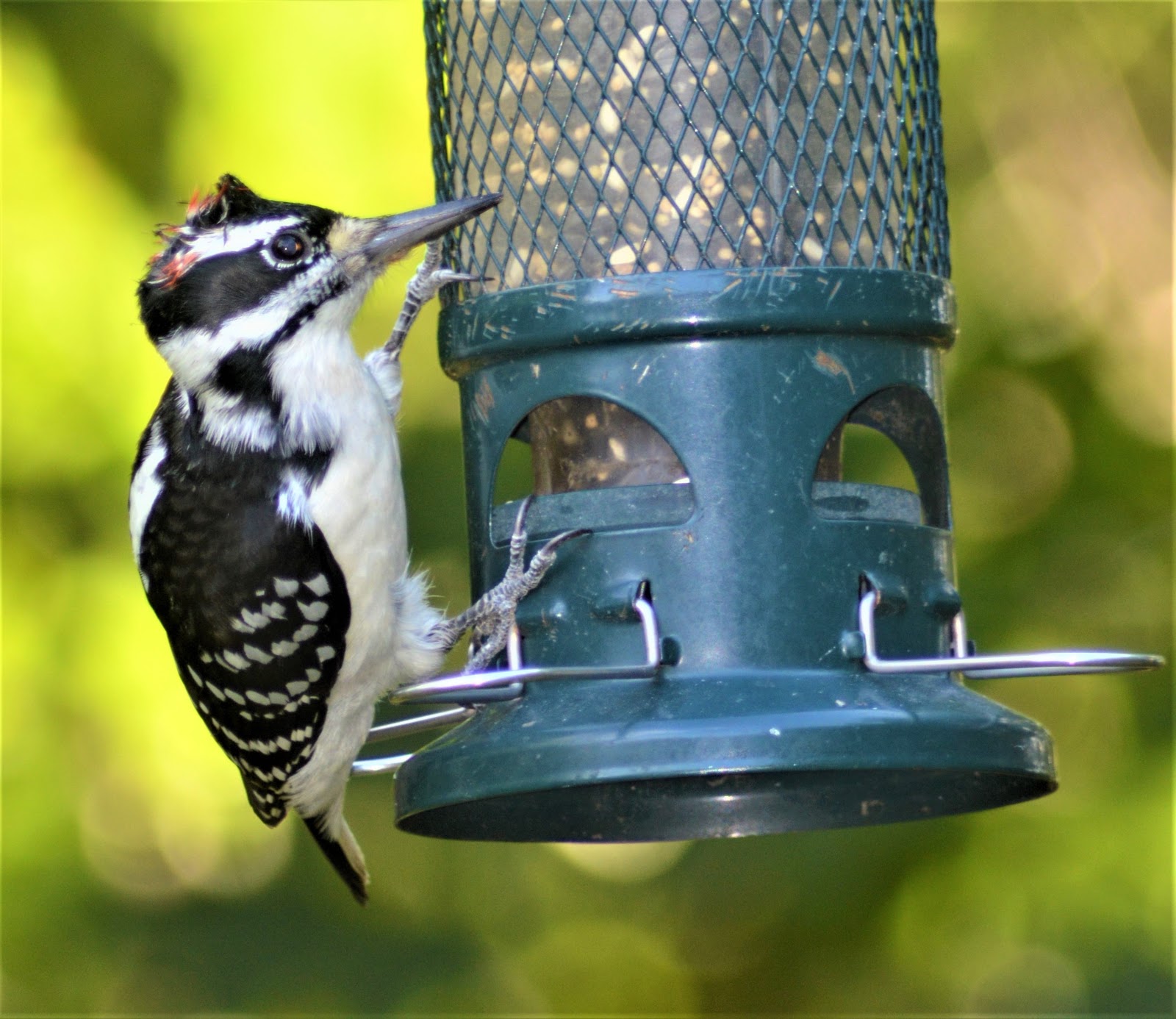 Barry The Birder Hairy Woodpecker Has Figured Out Birdfeeder