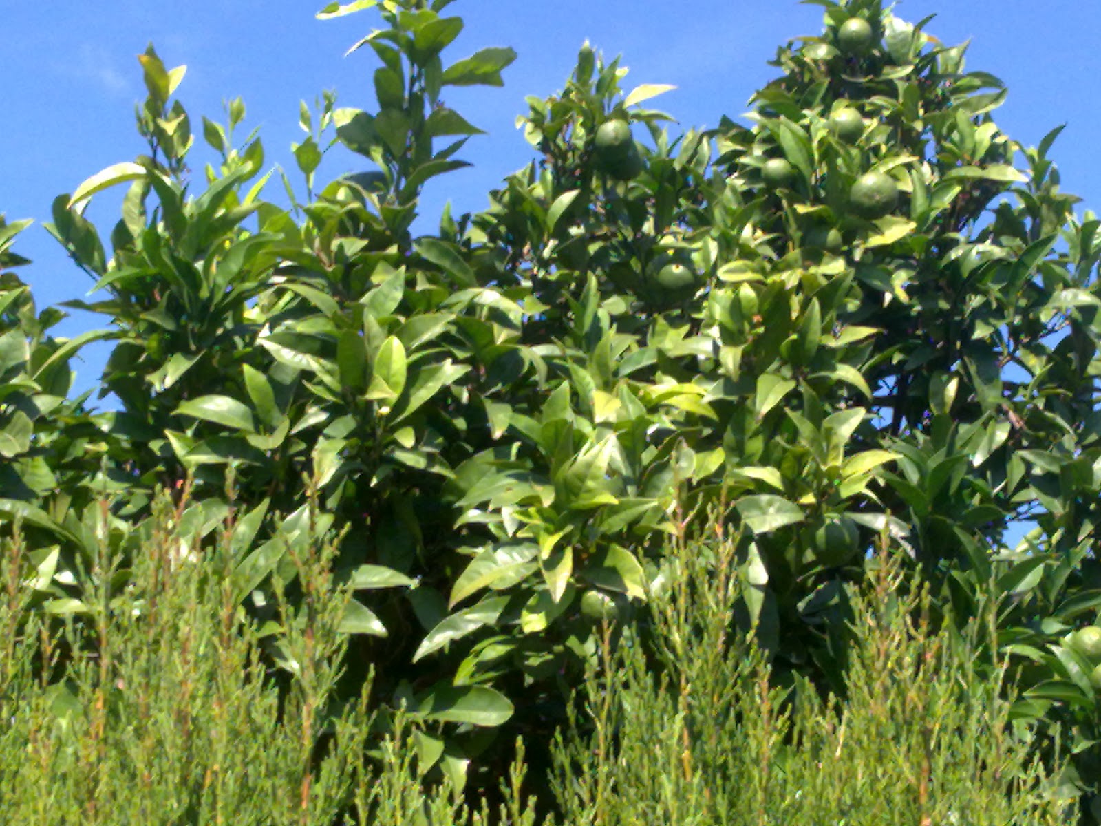 Bob's Bunny Bunny slang for rabbit. Rabbit Verb. To talk, often