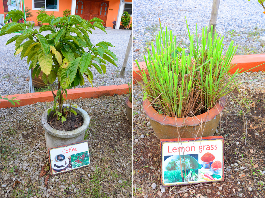 khao sok thailand, coffee, lemon grass khao sok thailand, coffee, lemon grass