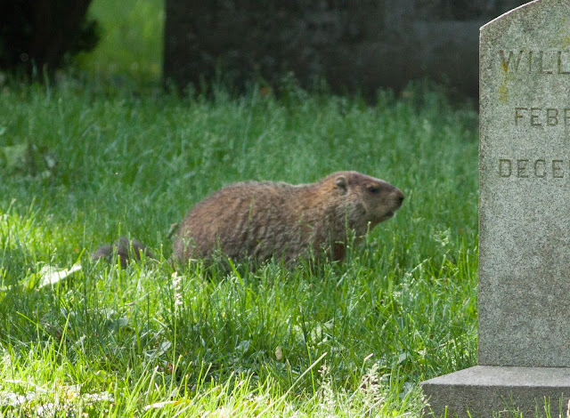 Groundhog - Greenwood Cemetery, New York