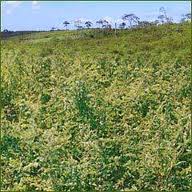 Herbs Treat And Taste Indigo Is A Health Giving Plant History And