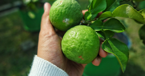 Angka Mimpi Jeruk Nipis 2D 3D 4D Bergambar Dalam Buku Mimpi - Buku Mimpi  Bergambar