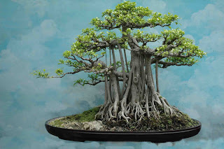 Bonsai Kimeng (Ficus Microcarpa) 