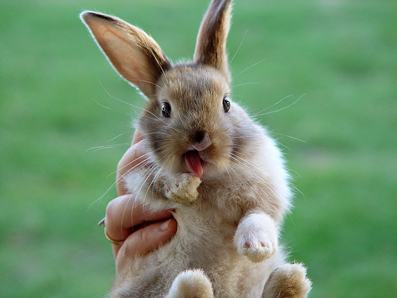 Зайчик прикол. Смешные зайчики. Смешные кролики. Прикольный заяц. Скромный кролик.