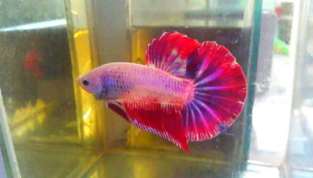 Daftar Harga Ikan Cupang Terbaru Blogikan Com