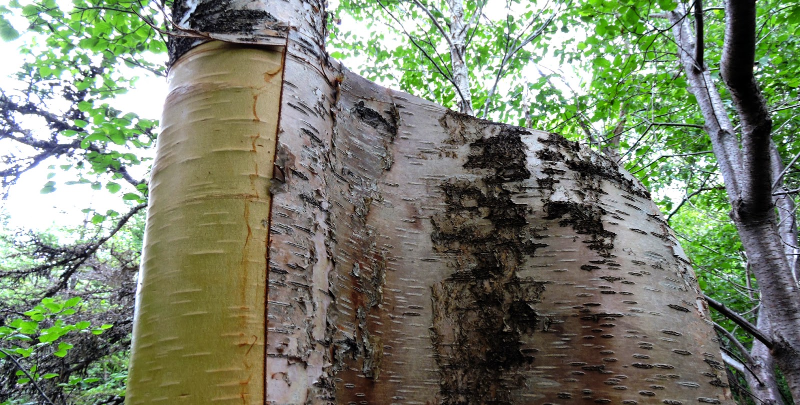 Elfshot: Harvesting Birch Bark