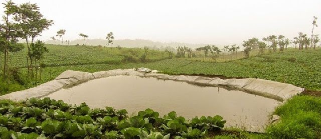 Budidaya Lele Keli di Kolam Tadah Hujan Hemat Pakan