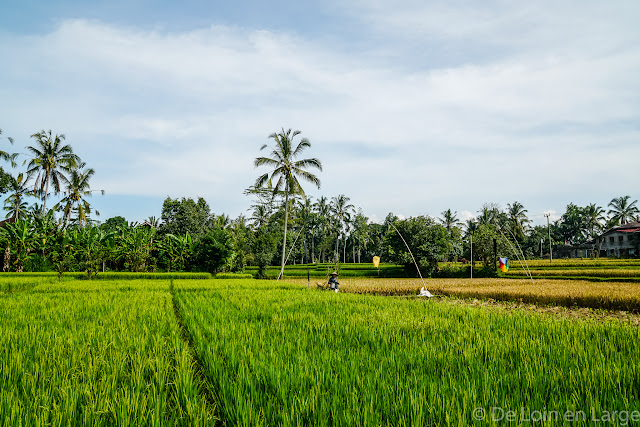 Rizières Tegallalang - Ubud - Bali