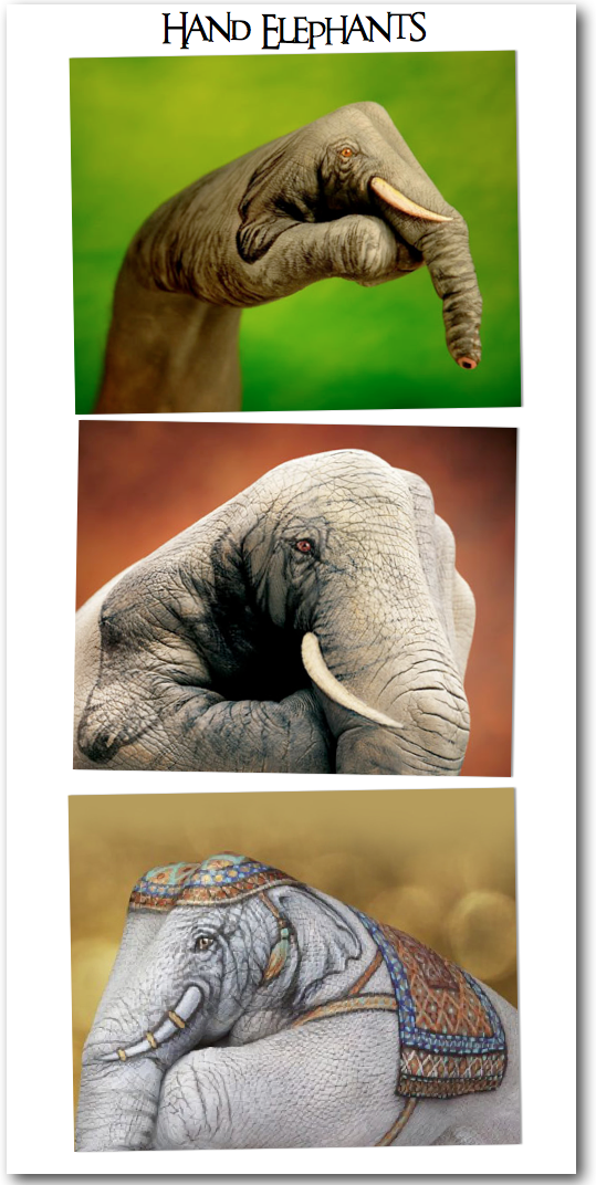 I Spy Animals The amazing hand elephant