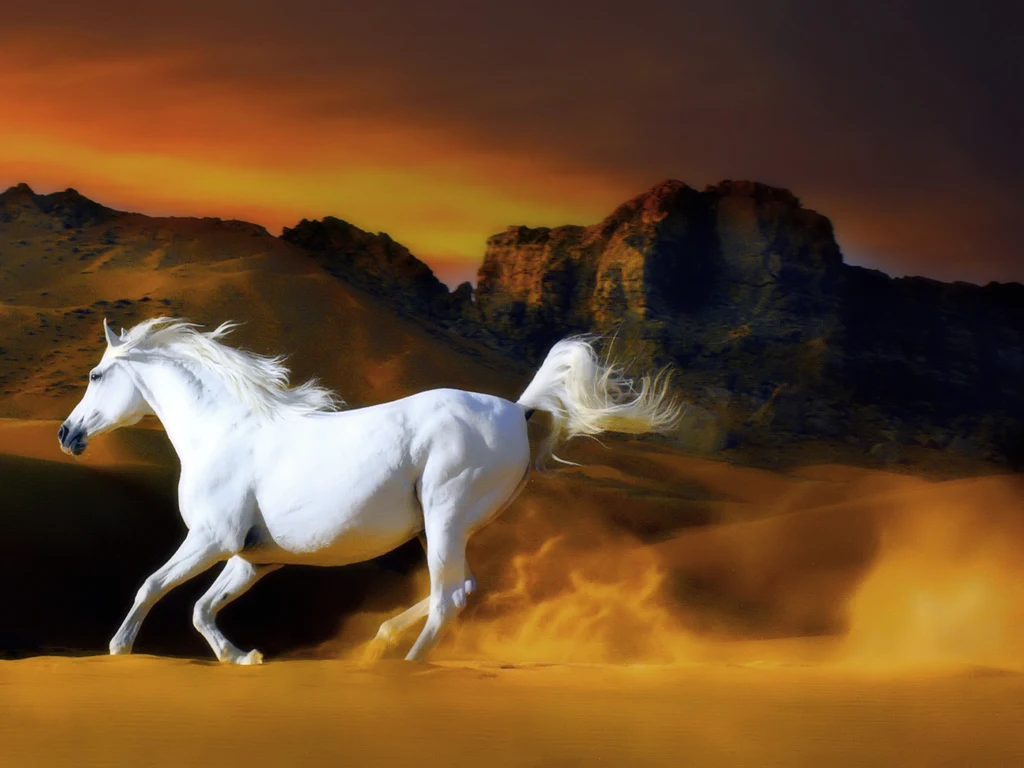  We wish that everything you want is here Cowgirl Wallpapers