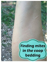 mites coop chicken bedding poultry wood finding farm why