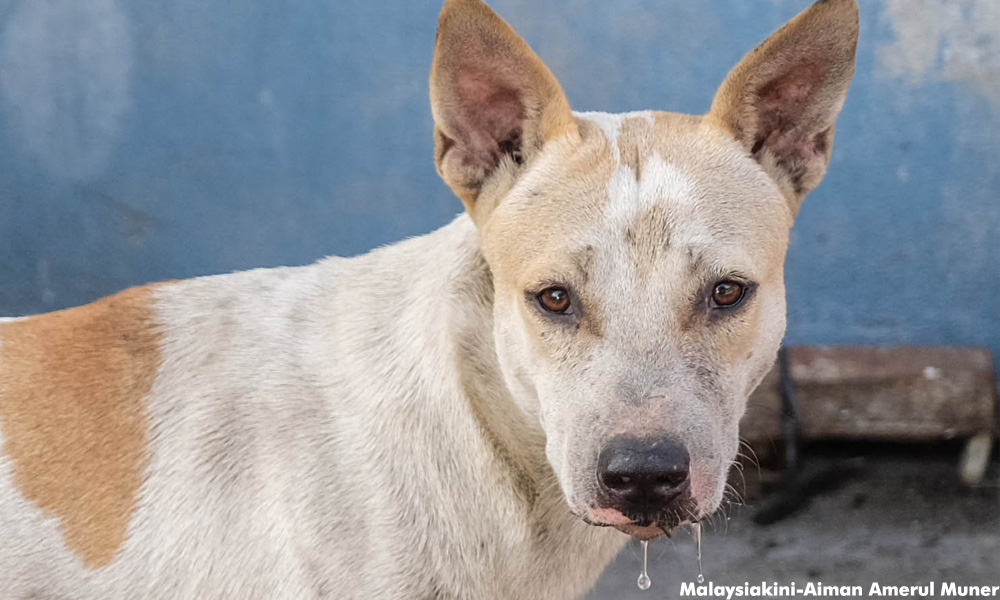 Penduduk Kesal Sikap Pemilik Anjing Pertahan Pengerusi Masjid