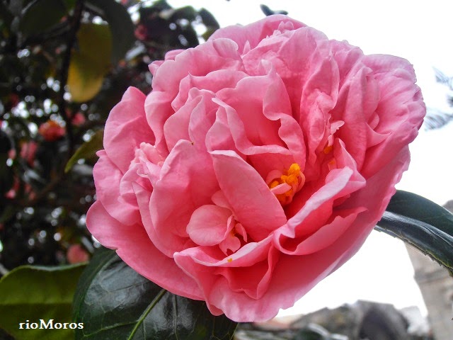 CAMELIA: Camellia japonica | Plantas rioMoros
