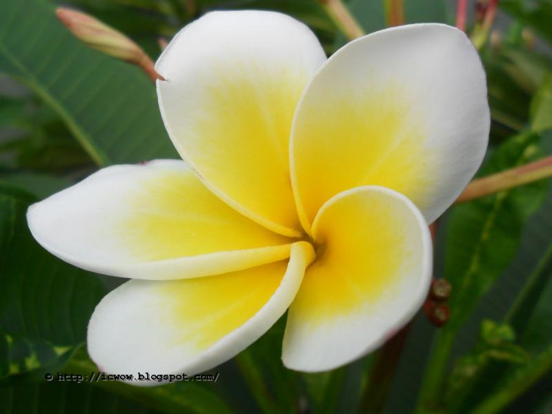 White Frangipani Plumeria Spp.