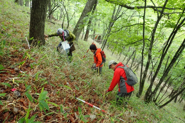 日向植物と日陰植物 - 中国のお金の植物