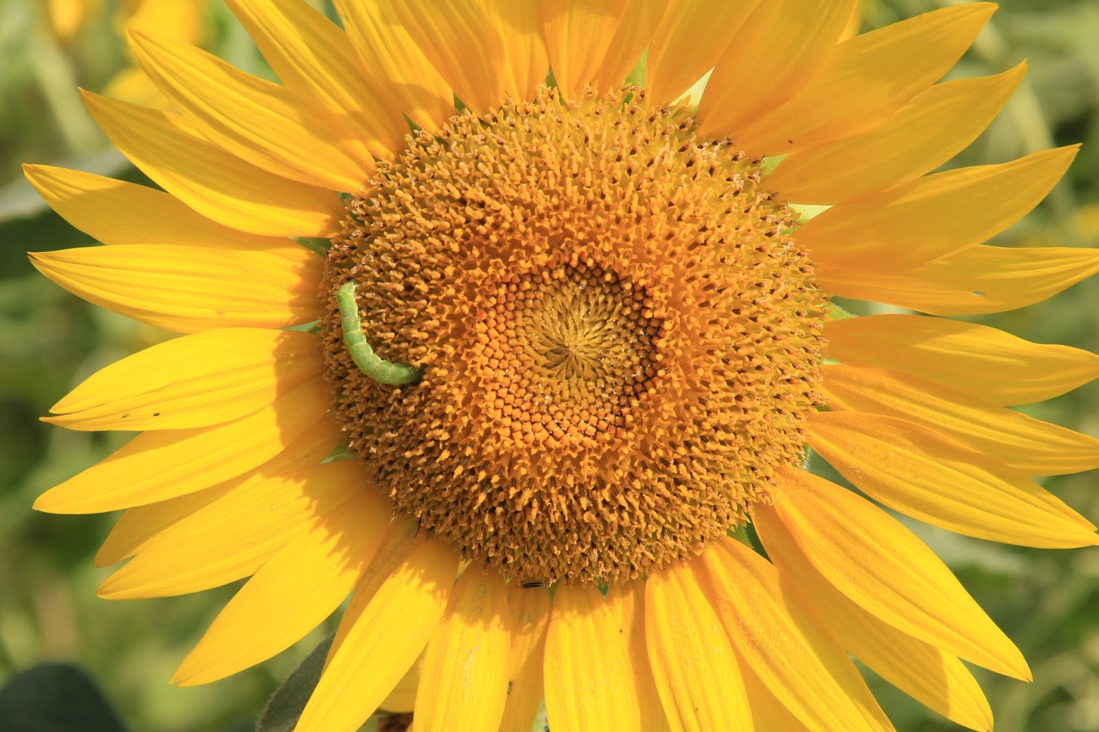 Sunflowers and sunny day singlerockworld A Japan travel blog