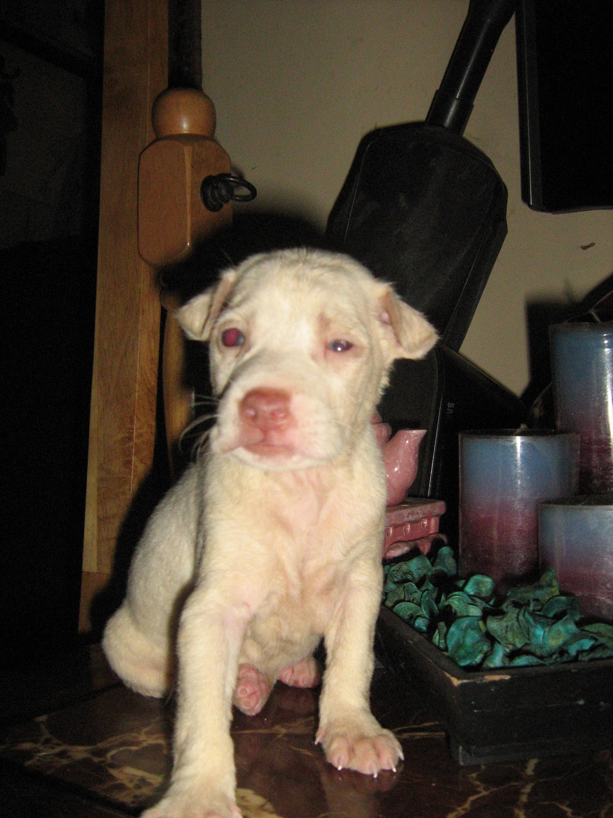 ASPIN PUPPIES FOR ADOPTION IN MANILA, PHILIPPINES ISP101