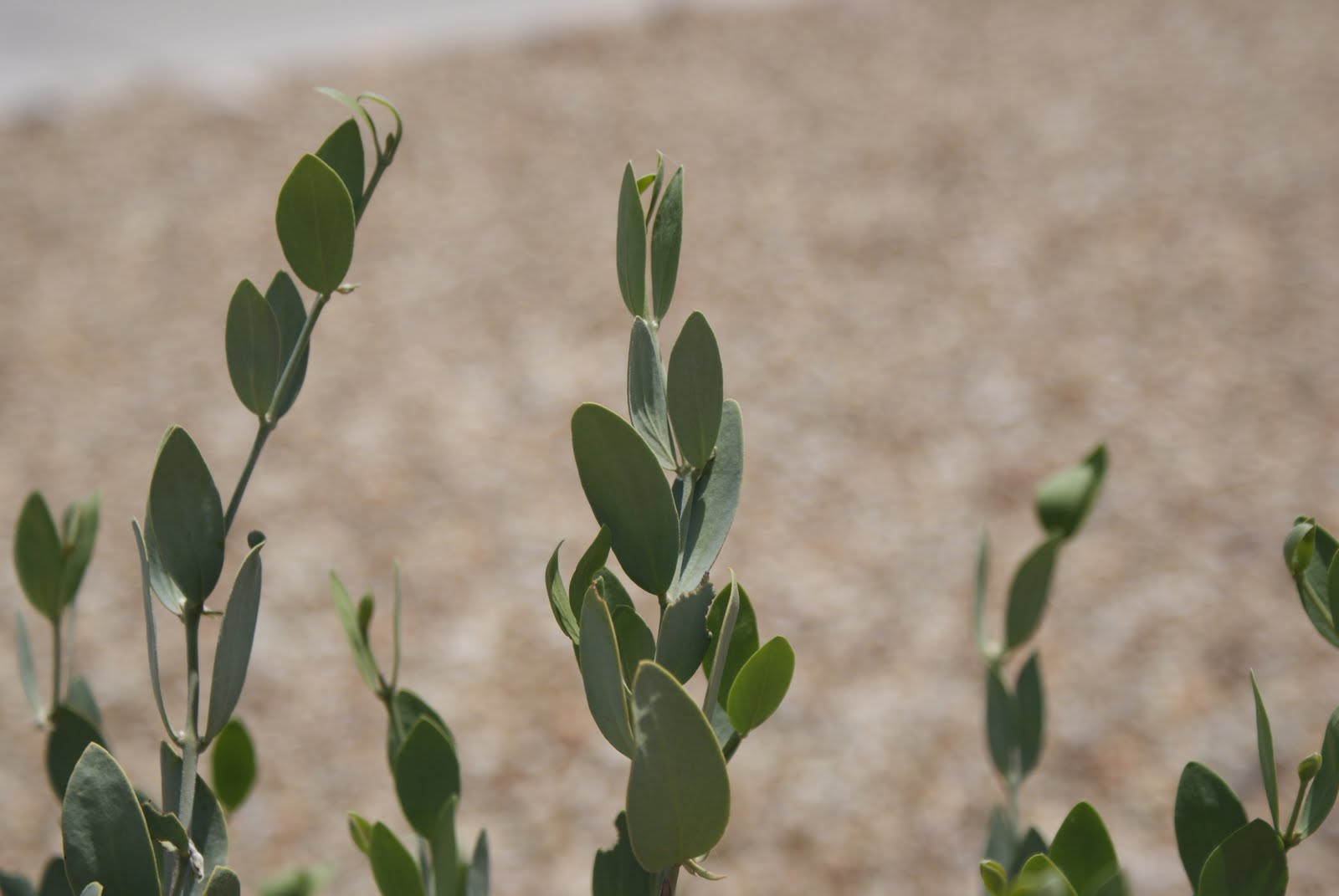 Day By Day Desert Plant Adaptations