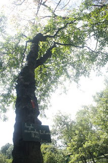  Tanaman maja adalah tanaman pohon yang sering kita jumpai berada disekitar kita Manfaat Tanaman Maja (Aegle Marmelos L. Corr. Serr.)