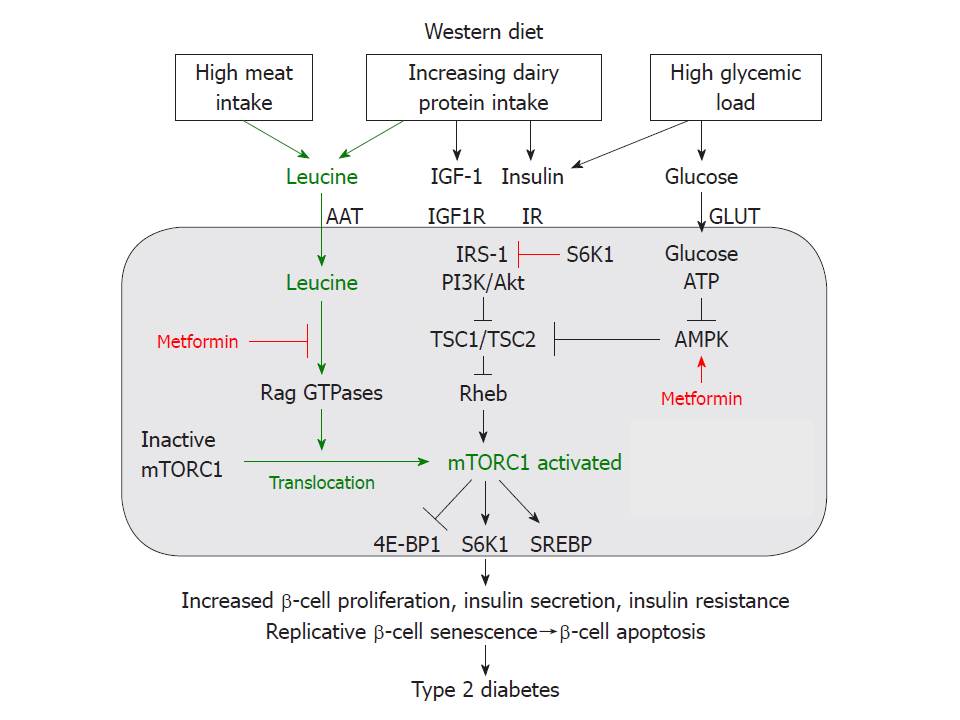 Blog de Henrique Freire Soares BCAA INDUZ A CÂNCER E DIABETES!!