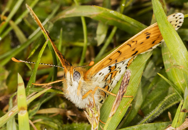 Glanville Fritillary, Melitaea cinxia. Female. Hutchinson's Bank, 24 May 2016. Glanville Fritillary, Melitaea cinxia. Female. Hutchinson's Bank, 24 May 2016.