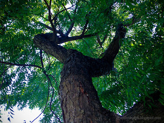 Bottom View Branches And Leaves Of The Tree On A Sunny Day