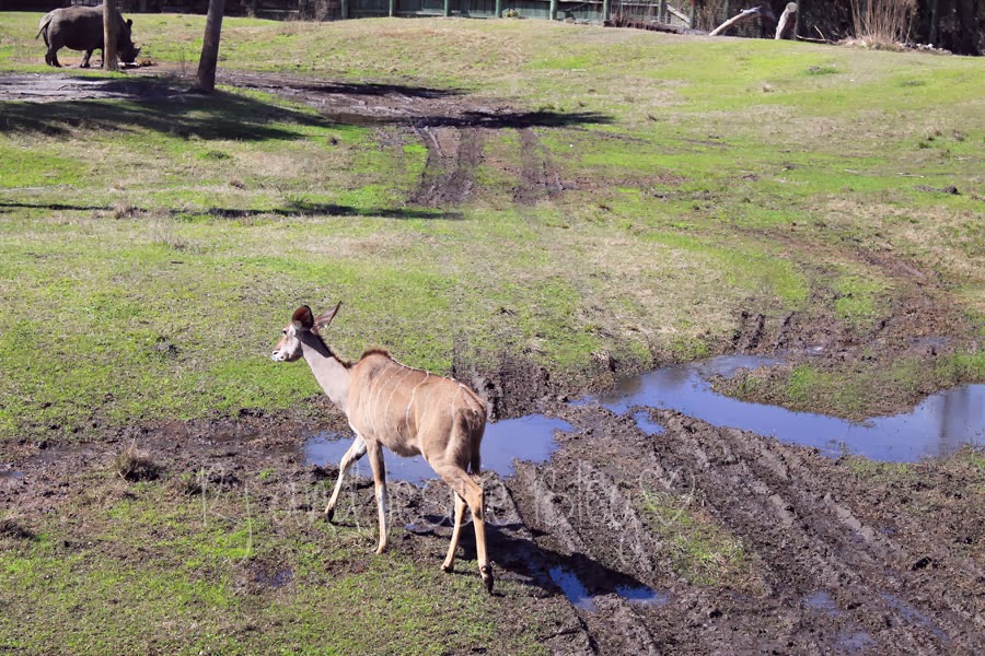 Sunday Snapshot Jacksonville zoo animals!