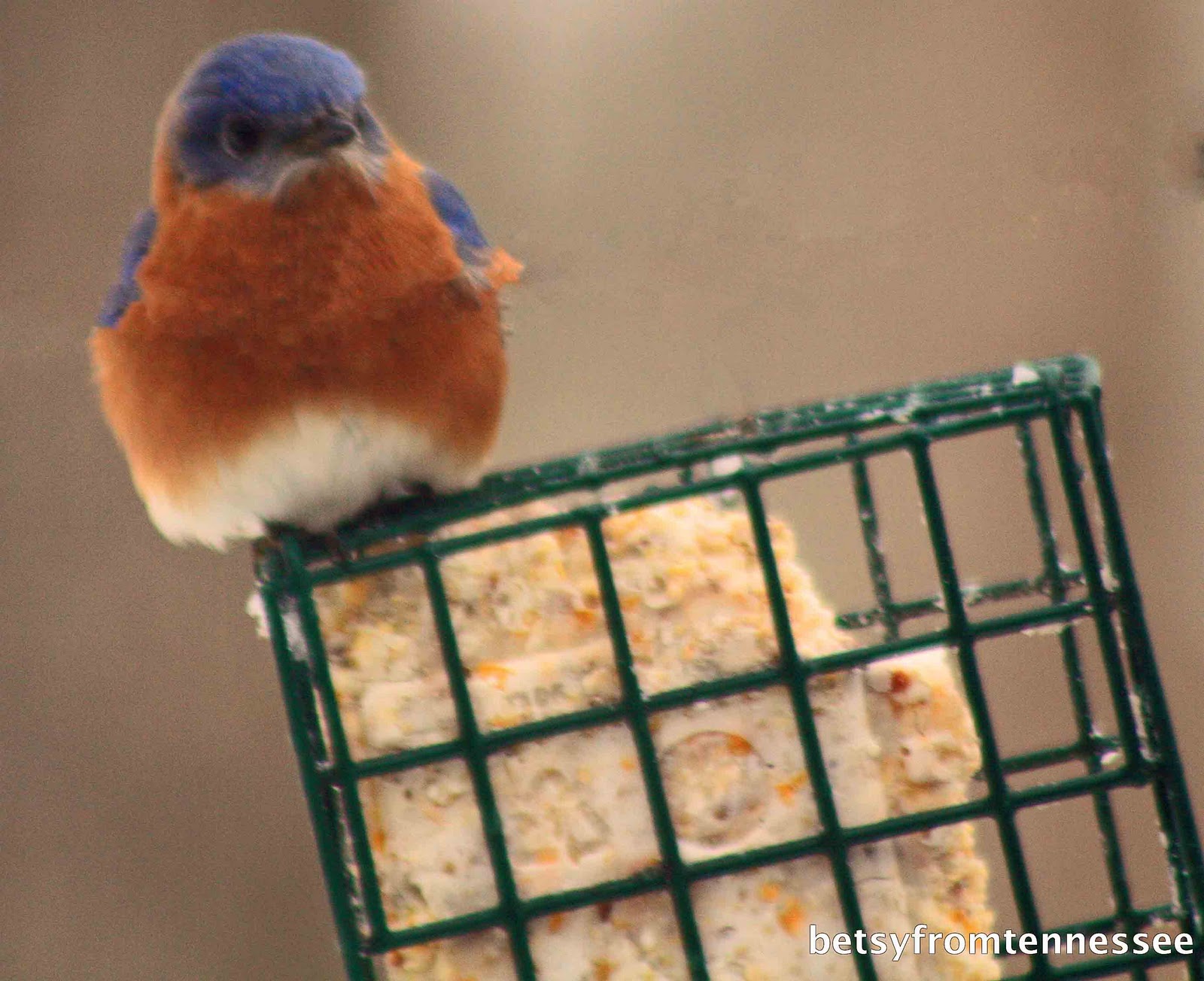JOYFUL REFLECTIONS: More Backyard Birds in our Yard