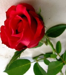 Ros is Rose Manfaat Mawar  untuk Kulit