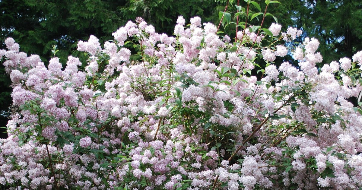 Blanket knitting patterns learn to knit Flowering Evergreen Trees Zone